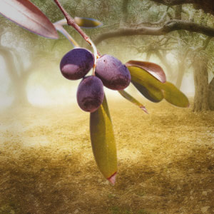 Extra Virgin Olive Oil