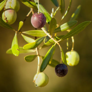 Extra Virgin Olive Oil